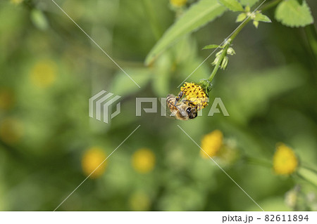 花の蜜を集めるミツバチ 82611894