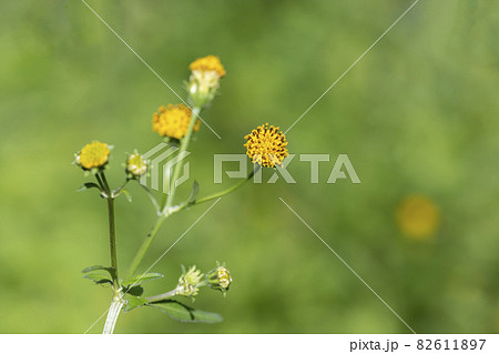 ひっつきむしの花（センダングサ） 82611897