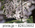 しだれ桜 しだれ桜 82613602