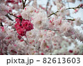 桜 桜 82613603