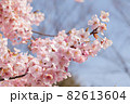 さくら さくら 82613604