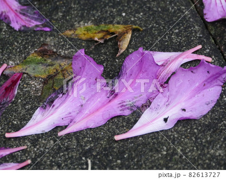 花 フラワー お花 82613727