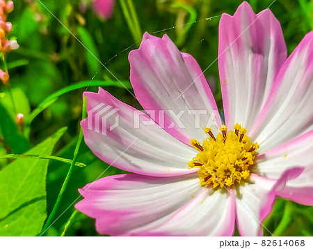 光と緑と鮮やかな秋桜の花 光と緑と鮮やかな秋桜の花 82614068