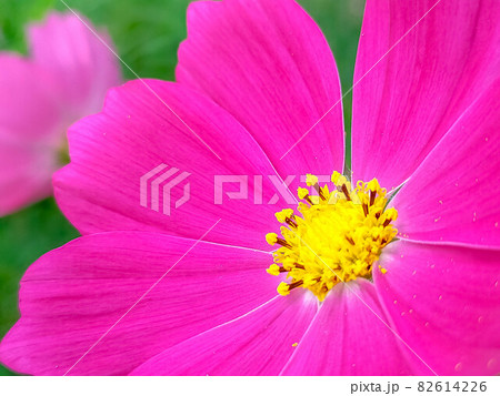 秋風に揺れるコスモスの花 秋風に揺れるコスモスの花 82614226