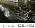 夜桜 夜桜 82614438