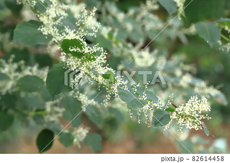 白い花をつけた虎杖(イタドリ) 白い花をつけた虎杖(イタドリ) 82614458