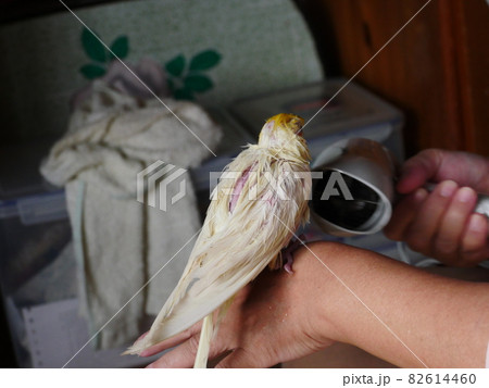 インコ オウム いんこ 82614460