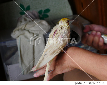 インコ オウム いんこ 82614463