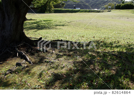 鳥取　四季の散歩　秋　青島 82614864