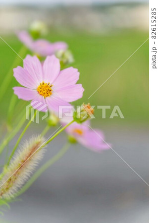 コスモス 82615285