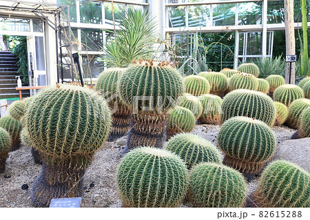 川口市立グリーンセンター 大温室内のサボテン の写真素材 6152 川口市立グリーンセンター 大温室内のサボテン の写真素材 6152