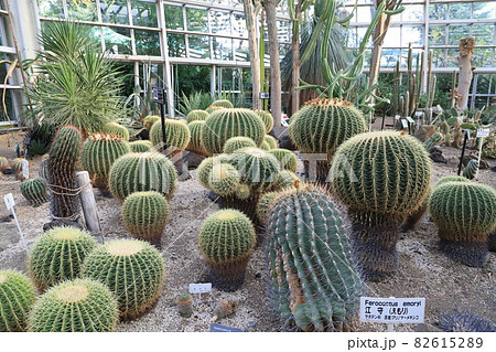 川口市立グリーンセンター 大温室内のサボテン 川口市立グリーンセンター 大温室内のサボテン 82615289