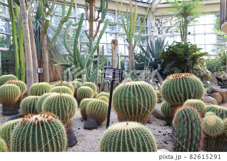 川口市立グリーンセンター 大温室内のサボテン の写真素材 川口市立グリーンセンター 大温室内のサボテン の写真素材