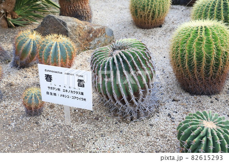 川口市立グリーンセンター 大温室内のサボテン の写真素材 川口市立グリーンセンター 大温室内のサボテン の写真素材