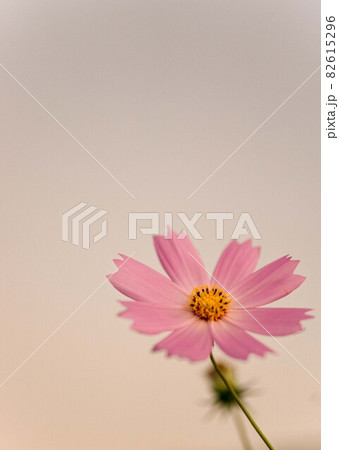 秋桜 82615296