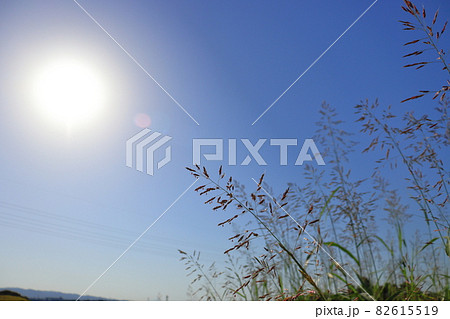 セイバンモロコシと青空と太陽 セイバンモロコシと青空と太陽 82615519