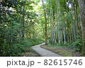山道の散歩 82615746