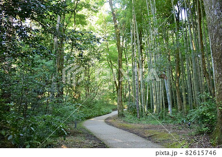 山道の散歩 82615746