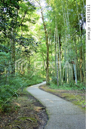 竹林での散歩道 82615811
