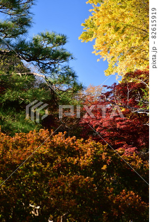 六義園　池泉回遊式庭園の秋 82615919