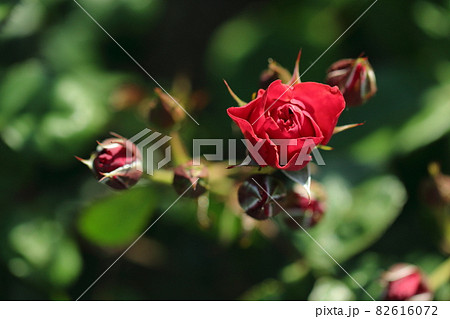 深紅の薔薇と蕾	 82616072