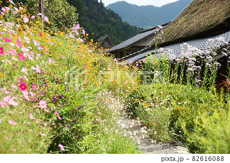 茅葺の里のコスモス 茅葺の里のコスモス 82616088