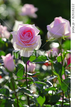 ピンクの薔薇 ピンクの薔薇 82616222