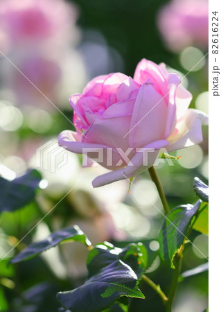 ピンク色の薔薇と玉ぼけ 82616224