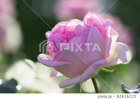 ピンク色の薔薇 ピンク色の薔薇 82616225