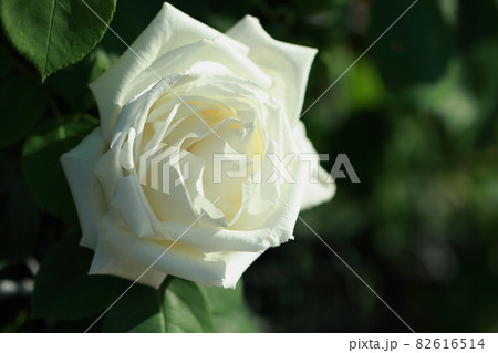 満開の白薔薇 満開の白薔薇 82616514