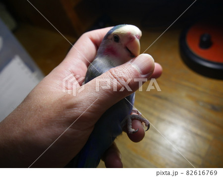鳥 インコ オウム 82616769