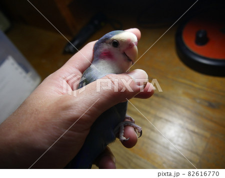 鳥 インコ オウム 82616770