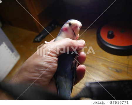 鳥 インコ オウム 82616771