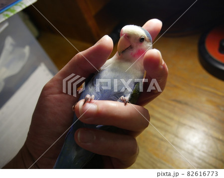 鳥 インコ オウム 82616773