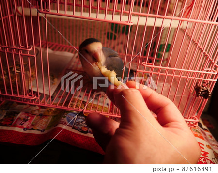 鳥 インコ オウム 82616891