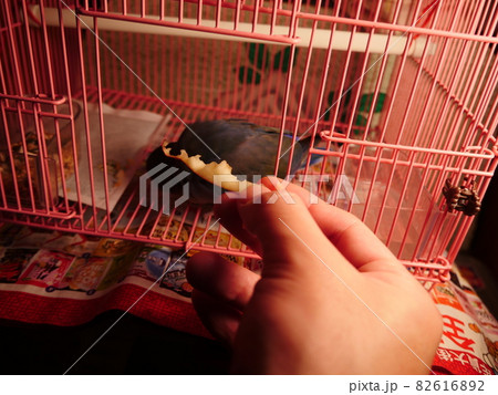 鳥 インコ オウム 82616892