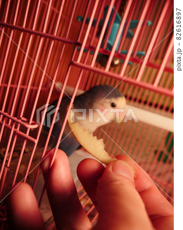 鳥 インコ オウム 82616897