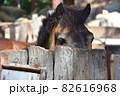 a little chestnut curious foal sadly looks out from behind a wooden fence  82616968