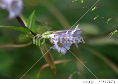 ツルリンドウ 82617673