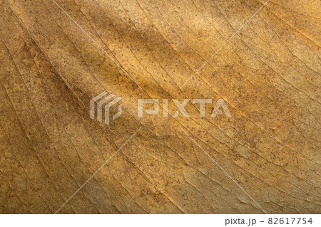 Dry leaf background. Texture, pattern and surface of dry brown autumn leaf with veins. Botanical macro pattern Dry leaf background. Texture, pattern and surface of dry brown autumn leaf with veins. Botanical macro pattern 82617754