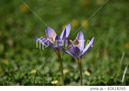 仲良く秋に咲いたコルチカム 82618260