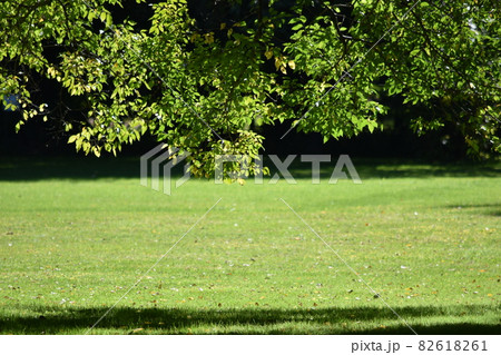 暑い夏の日、木陰からの芝生の眺め 82618261