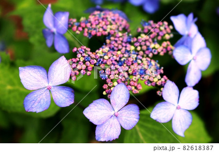 あじさい 82618387