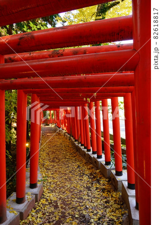 金沢、石浦神社の赤い鳥居と銀杏の落ち葉 金沢、石浦神社の赤い鳥居と銀杏の落ち葉 82618817