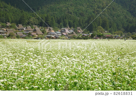 美山町茅葺の里のソバ畑 美山町茅葺の里のソバ畑 82618831