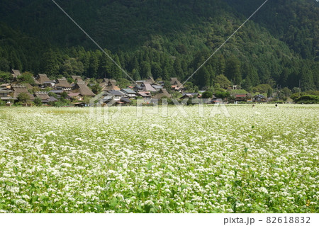 美山町茅葺の里のソバ畑 美山町茅葺の里のソバ畑 82618832