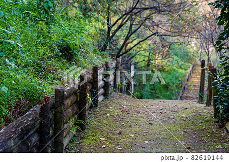 秋のハイキングコース　多摩森林科学園 82619144