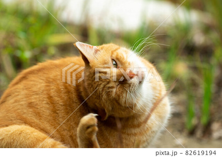 耳かき猫 耳かき猫 82619194