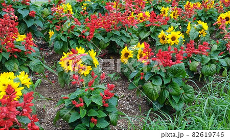 夏の花といえば黄色いヒマワリと赤いサルビアの写真素材