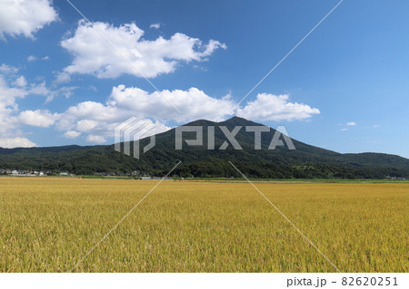 黄金色に輝く筑波山麓の稲穂 黄金色に輝く筑波山麓の稲穂 82620251
